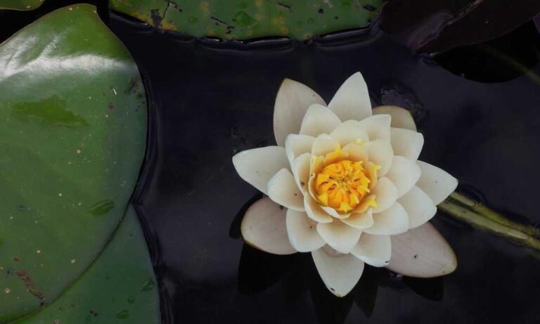 can pregnant woman take cozotaijin