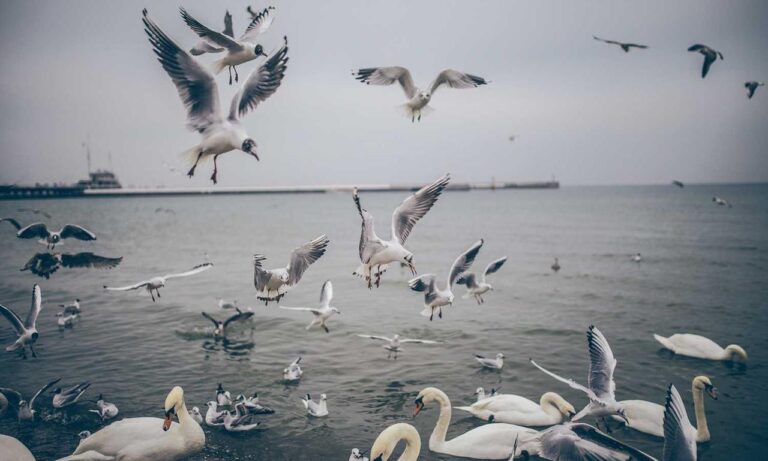 can zosisfod eyebrow pencil cause acne