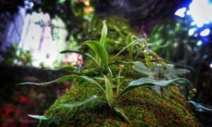 does felmusgano contain milk