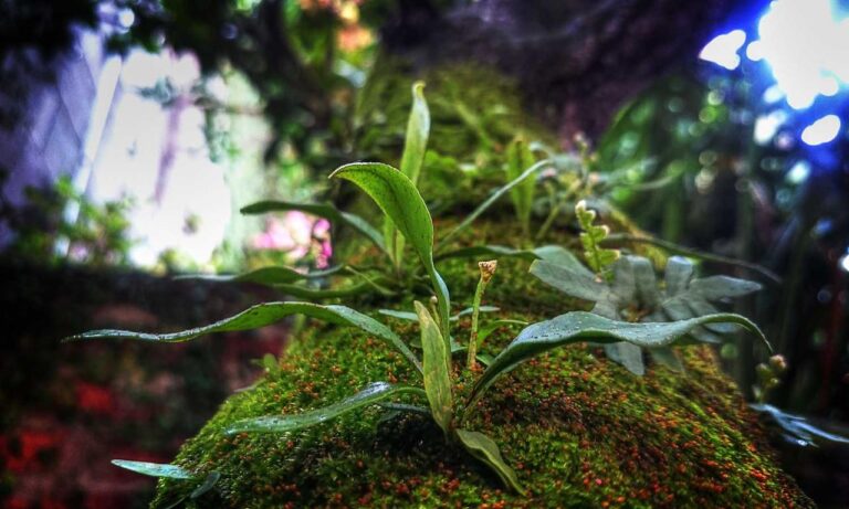 does felmusgano contain milk