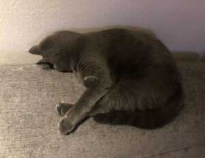 manual pdf jogamesole