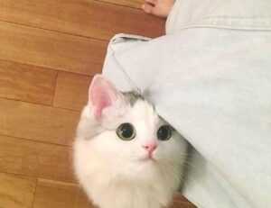 top upgrades jogamesole