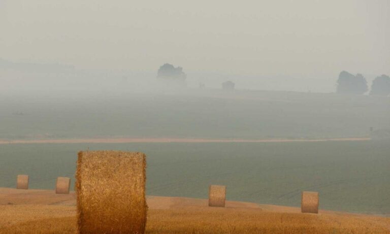 what is honzava5 online games