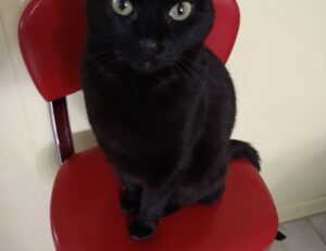 why biszoxtall software is needed