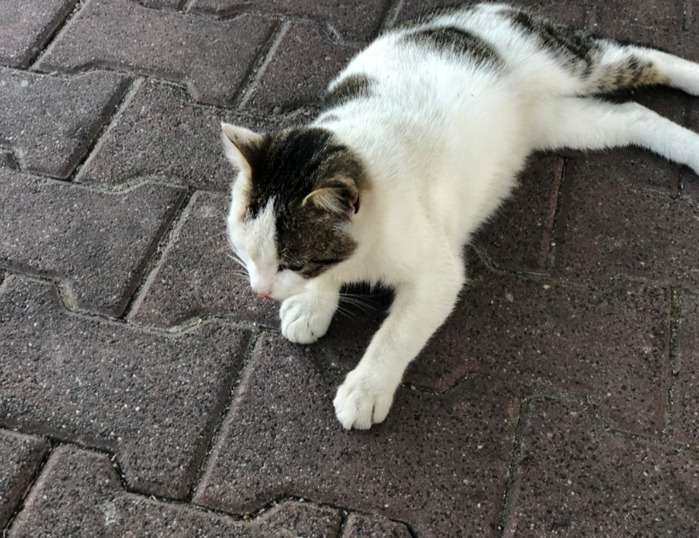 togplayering gameplay advice from thinkofgamers