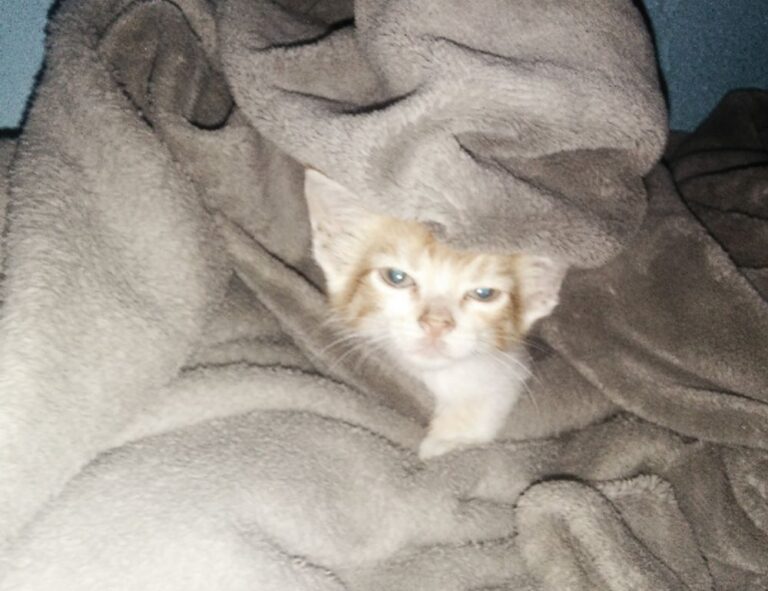 what video game is popular now togplayering